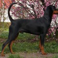 NANDO VON DER SCHWALMAUE NANDO VON DER SCHWALMAUE