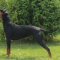 LEGENDORF TAIYGETA LEGENDORF TAIYGETA