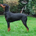 LADY JOSY VON DER SCHWALMAUE LADY JOSY VON DER SCHWALMAUE