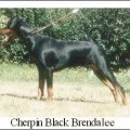 CHERPIN BLACK BRENDALEE