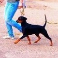 SANNY MONKEY LEGENDA SOLO NERO