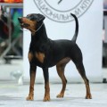 LEGENDORF SABINA SOREL LEGENDORF SABINA SOREL