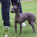 ALIEN PERRO SIN PLUMAS ALIEN PERRO SIN PLUMAS