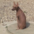 IRVINA VITA ALEA JACTA EST IN DOG VIL'L IRVINA VITA ALEA JACTA EST IN DOG VIL'L