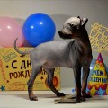 ADSKAYA GONCHAYA TASMANAN DEVIL ADSKAYA GONCHAYA TASMANAN DEVIL