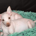 HAPPY GIRL LUNA YORK