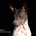 SHANTARIEL ROBIN FOR ESTAT DYNASTY SHANTARIEL ROBIN FOR ESTAT DYNASTY