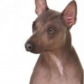 GRAND ANIMAL NONSTOP NOUGAT