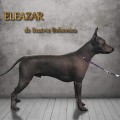 ELEAZAR DE BEATRIX BOHEMICA
