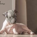 ADSKAYA GONCHAYA BONNIE ADSKAYA GONCHAYA BONNIE