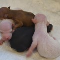 KETRIN KRISTOL HUGO KETRIN KRISTOL HUGO