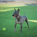 NALA DE CANNEL