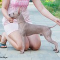 ADSKAYA GONCHAYA ARISTOKRAT ADSKAYA GONCHAYA ARISTOKRAT