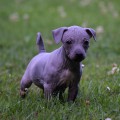 COOPER TOP TEMPERAMENTE COOPER TOP TEMPERAMENTE