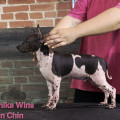 ROMANIKA WINS CHIN CHIN