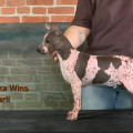 ROMANIKA WINS CHARLI