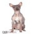 GHOTICAT ALARIE GHOTICAT ALARIE