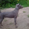 FINEHILL BLACK JACK FINEHILL BLACK JACK