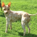 AMARETTO ZEKE ENYBELL