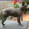 VHK'S BLUE BLADE OF GRANDANIMAL