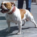 FASTLANE'S FOXY RUBY