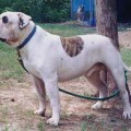 DAILEY'S TUG O'WAR