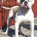 OSB'S IGOR OF BACKYARD