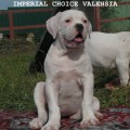 IMPERIAL CHOICE WALENSIYA