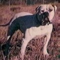 JOHNSON'S DOZER BRUNO