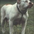 MAXWELL'S LADYPAINTER'S MA BELLE