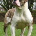 BIGTIME'S CLAYTON'S MISSY