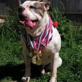 INFANTRI GOLD MAXIMUS