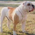 BAILEY'S IRONMAN TYSON OF MGK
