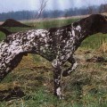 WASOV ROTHENUFFELN