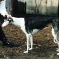 WIUGA AS SADAKE