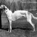 GRANDA-GEORGIA CELERRIMUS