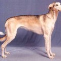 CYRTA CELERRIMUS