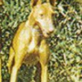 ARTU DEL GELSO BIANCO