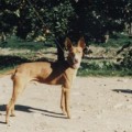LEO