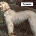 GULNARA EL BARK