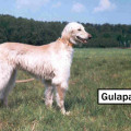 GULAPACHA EL BARK