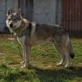 I'HAKORU GIRIOS DVASIA I'HAKORU GIRIOS DVASIA
