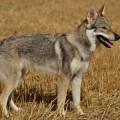 ELESSARA WOLF S DIVOKOU KRVI ELESSARA WOLF S DIVOKOU KRVI