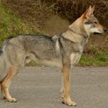 CARCHAROTH S DIVOKOU KRVI CARCHAROTH S DIVOKOU KRVI