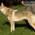 CEANA TAJGA S DIVOKOU KRVI CEANA TAJGA S DIVOKOU KRVI