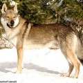 JOTUN Z PERONOWKI JOTUN Z PERONOWKI