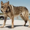 BURAN DELLA TERRA SELVAGGIA