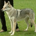 CALLISTO Z PERONOWKI CALLISTO Z PERONOWKI
