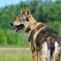 AMBER WOLF Z PERONOWKI AMBER WOLF Z PERONOWKI