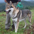 AEGIS WOLF Z PERONOWKI AEGIS WOLF Z PERONOWKI
